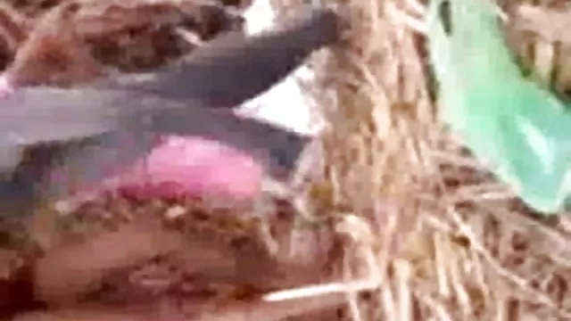 ஆபாச ஆன்லைன் பதிவு இல்லை சூடான ஆபாச படம் இந்தி பெண் தனது துறையில்