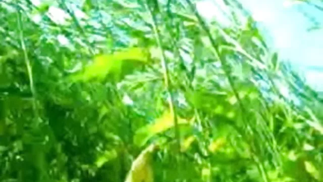 ஆபாச ஆன்லைன் பதிவு இல்லை இந்திய கவர்ச்சி பெண் காட்டில்